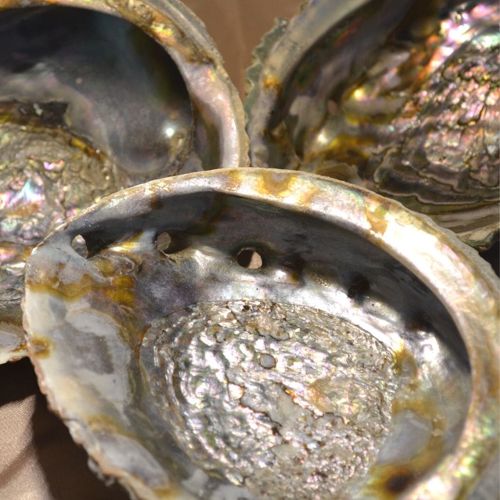 Abalone Muschel