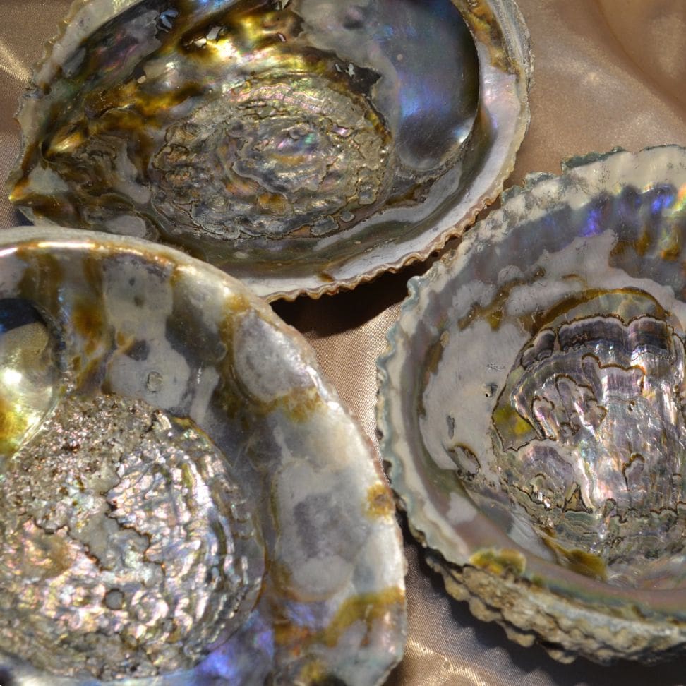 
                  
                    Abalone Muschel
                  
                