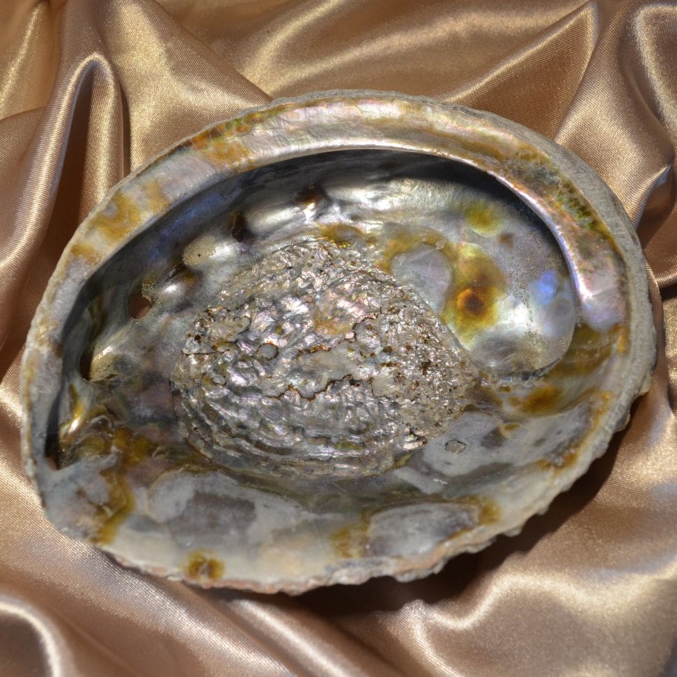 
                  
                    Abalone Muschel
                  
                