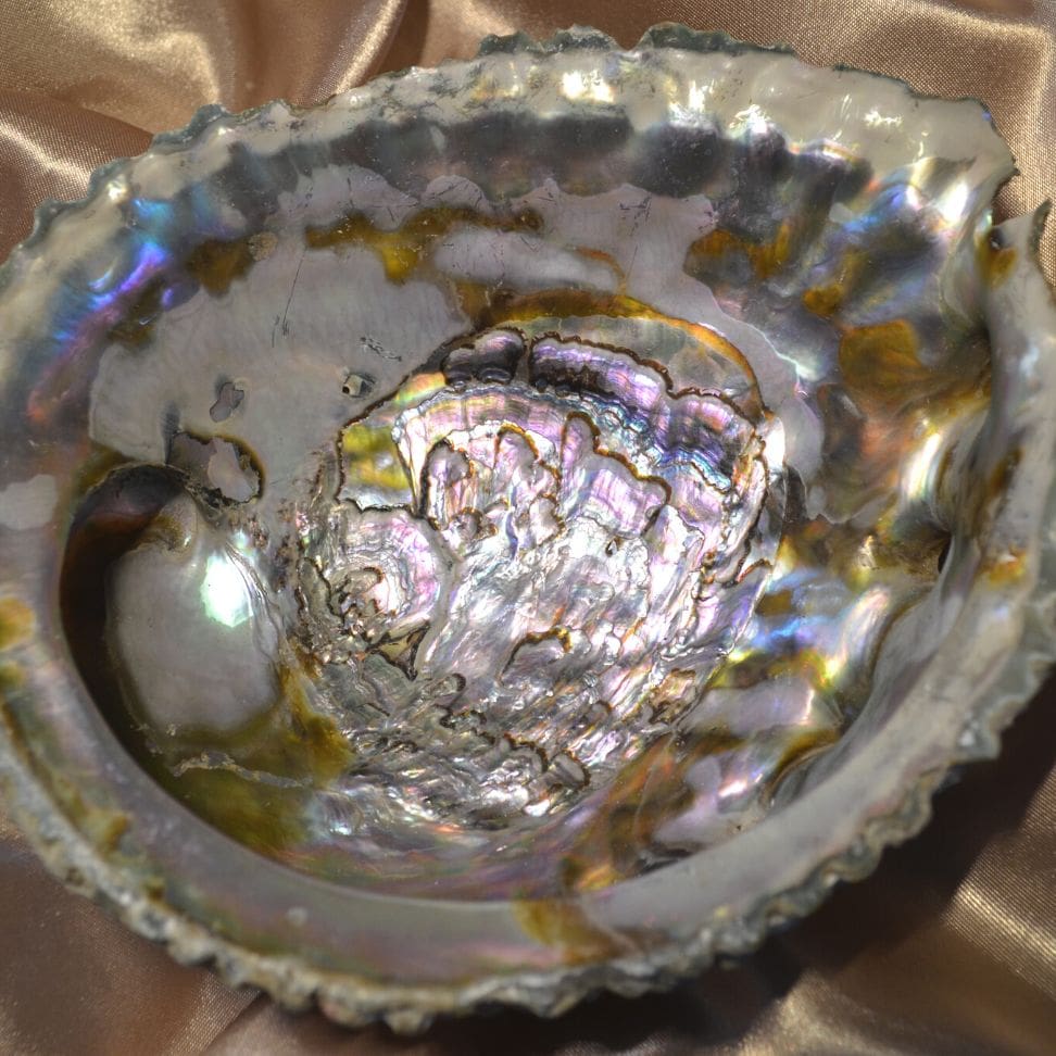 Abalone Muschel