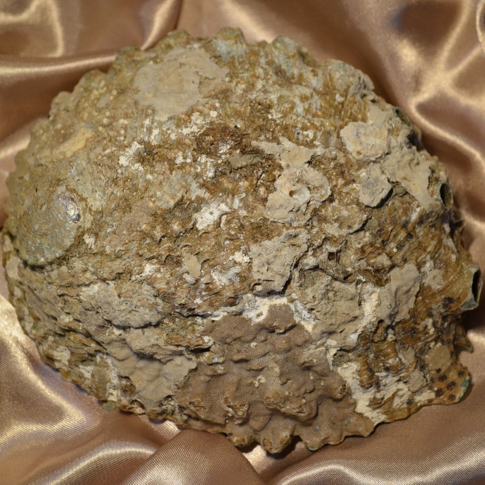 Abalone Muschel