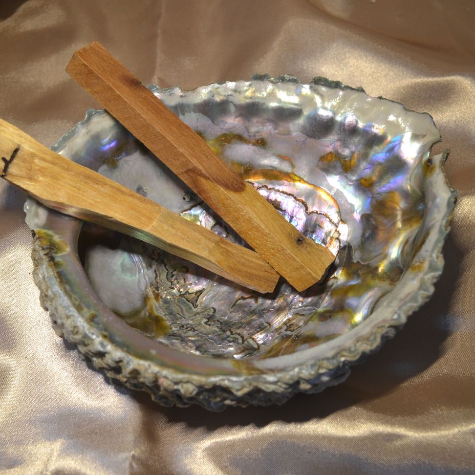 Abalone Muschel